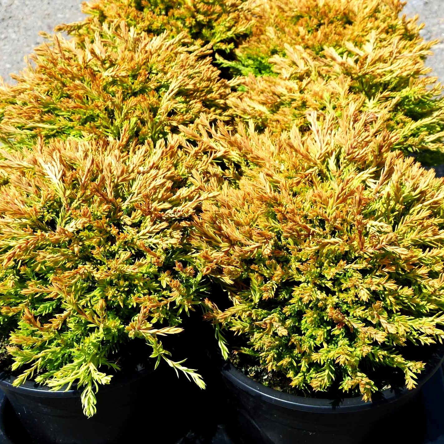 Gelber Zwerg-Lebensbaum 'Golden Tuffet' (Thuja occidentalis)