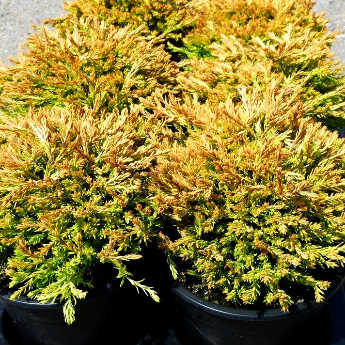Gelber Zwerg-Lebensbaum 'Golden Tuffet' (Thuja occidentalis)