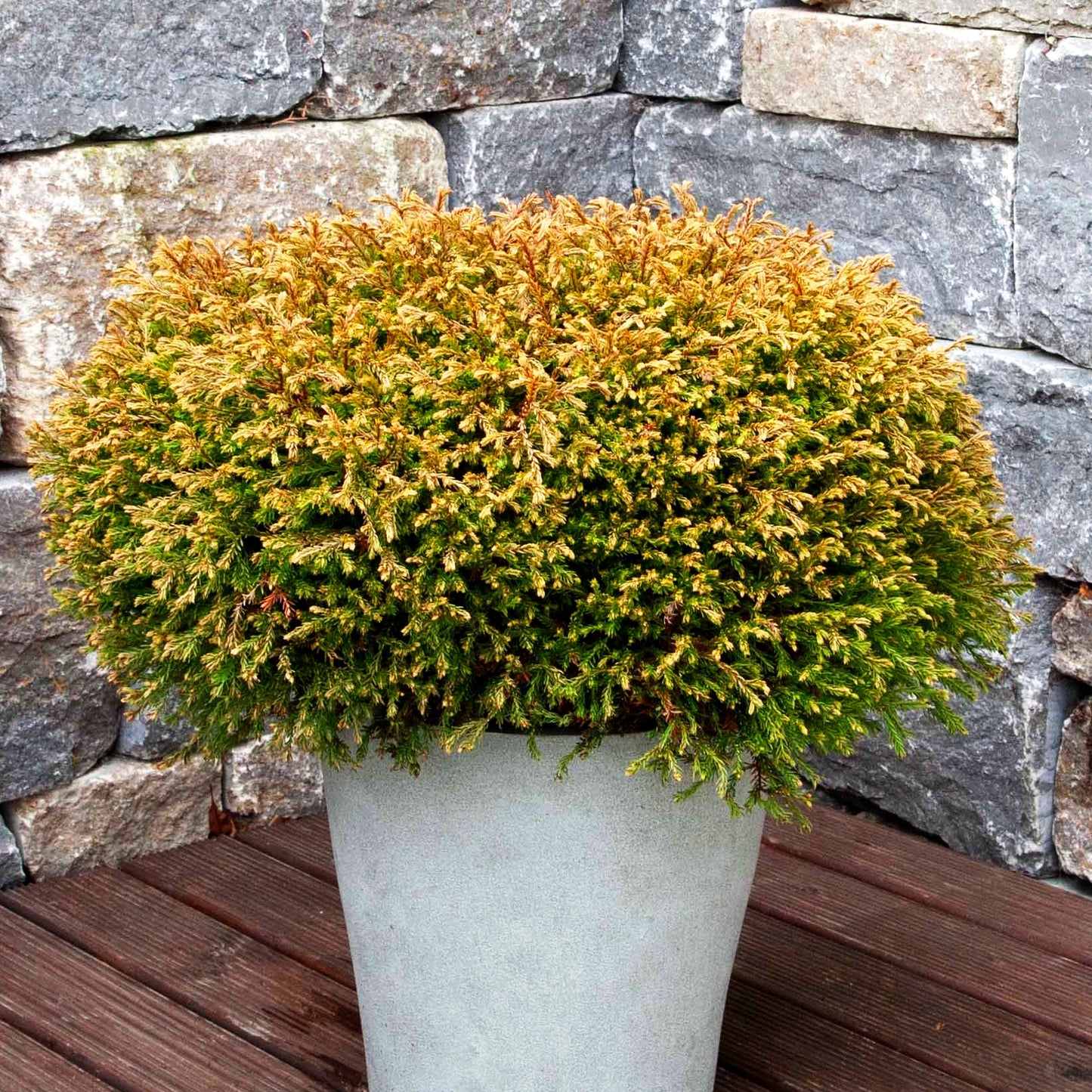 Gelber Zwerg-Lebensbaum 'Golden Tuffet' (Thuja occidentalis)