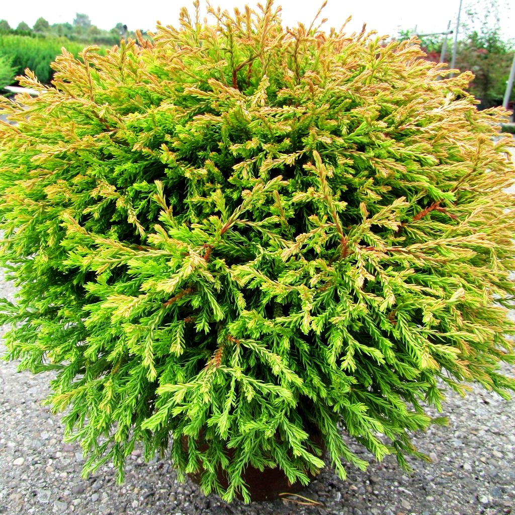 Gelber Zwerg-Lebensbaum 'Golden Tuffet' (Thuja occidentalis)