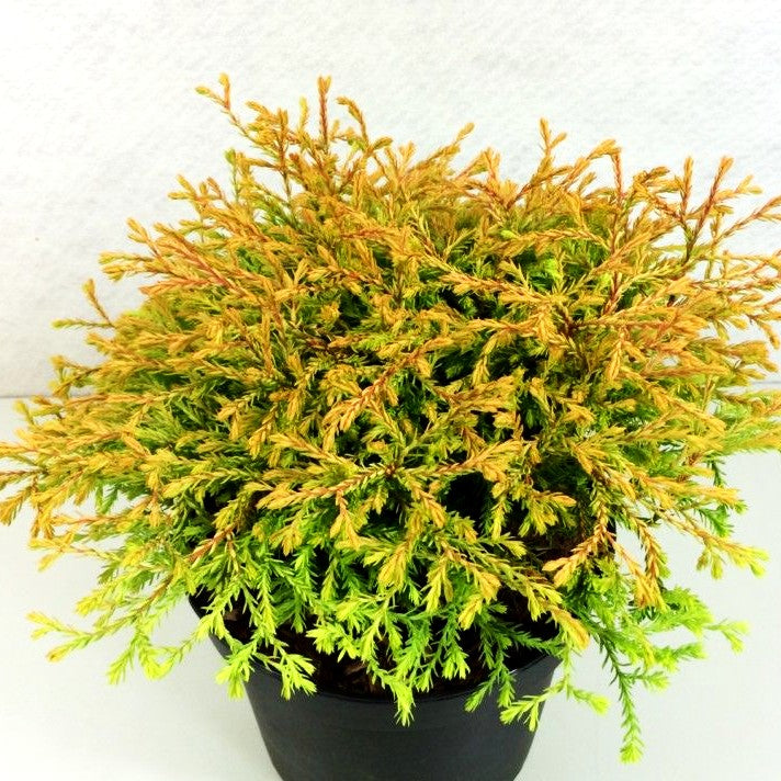 Gelber Zwerg-Lebensbaum 'Golden Tuffet' (Thuja occidentalis)