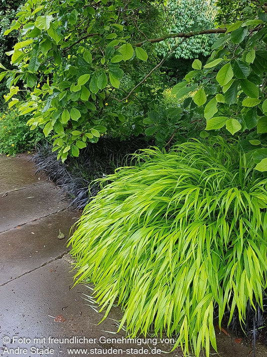 Gelbes Japangras 'All Gold' (Hakonechloa macra)