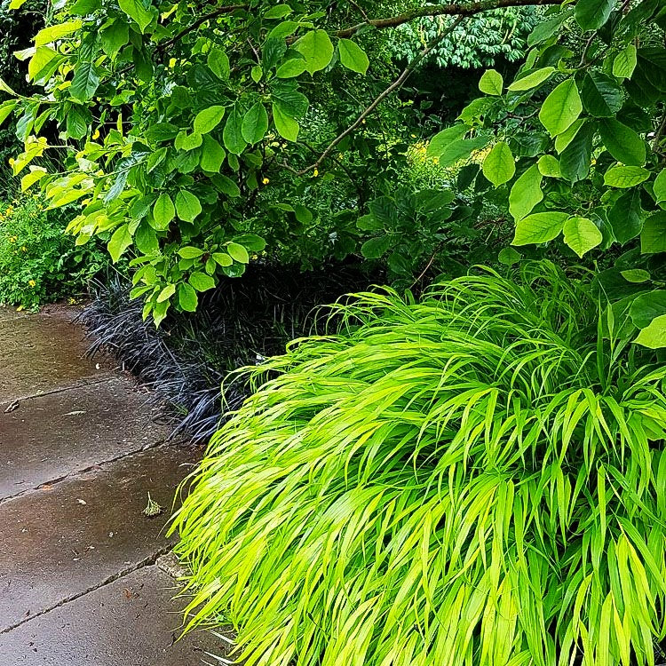 Gelbes Japangras 'All Gold' (Hakonechloa macra)