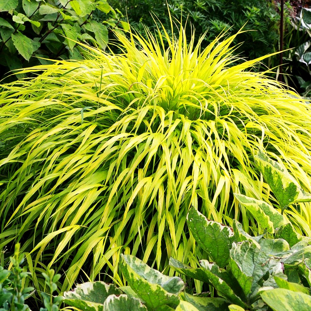 Gelbes Japangras 'All Gold' (Hakonechloa macra)