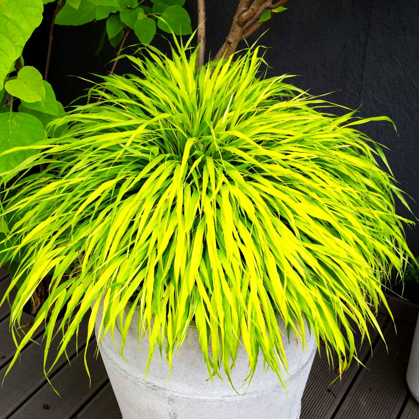 Gelbes Japangras 'All Gold' (Hakonechloa macra)