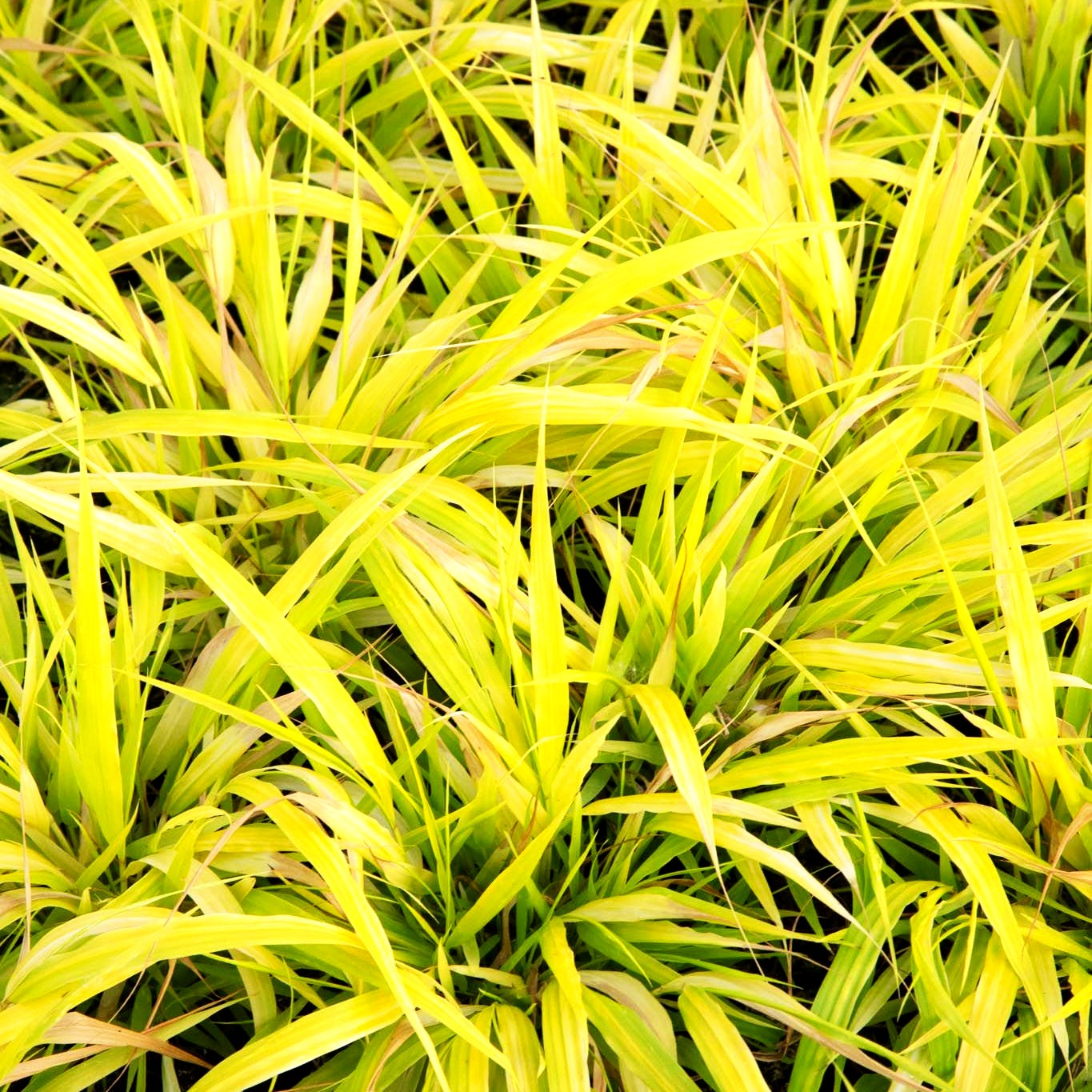 Gelbes Japangras 'All Gold' (Hakonechloa macra)
