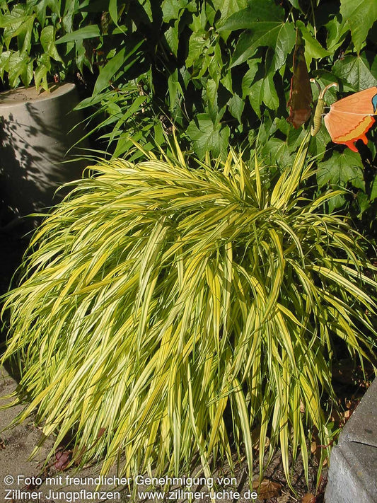 Gelbgestreiftes Japangras 'Aureola' (Hakonechloa macra)