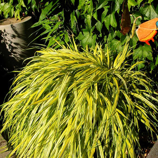 Gelbgestreiftes Japangras 'Aureola' (Hakonechloa macra)