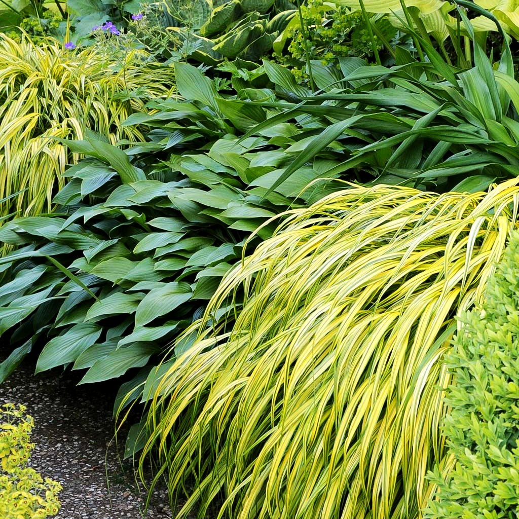 Gelbgestreiftes Japangras 'Aureola' (Hakonechloa macra)