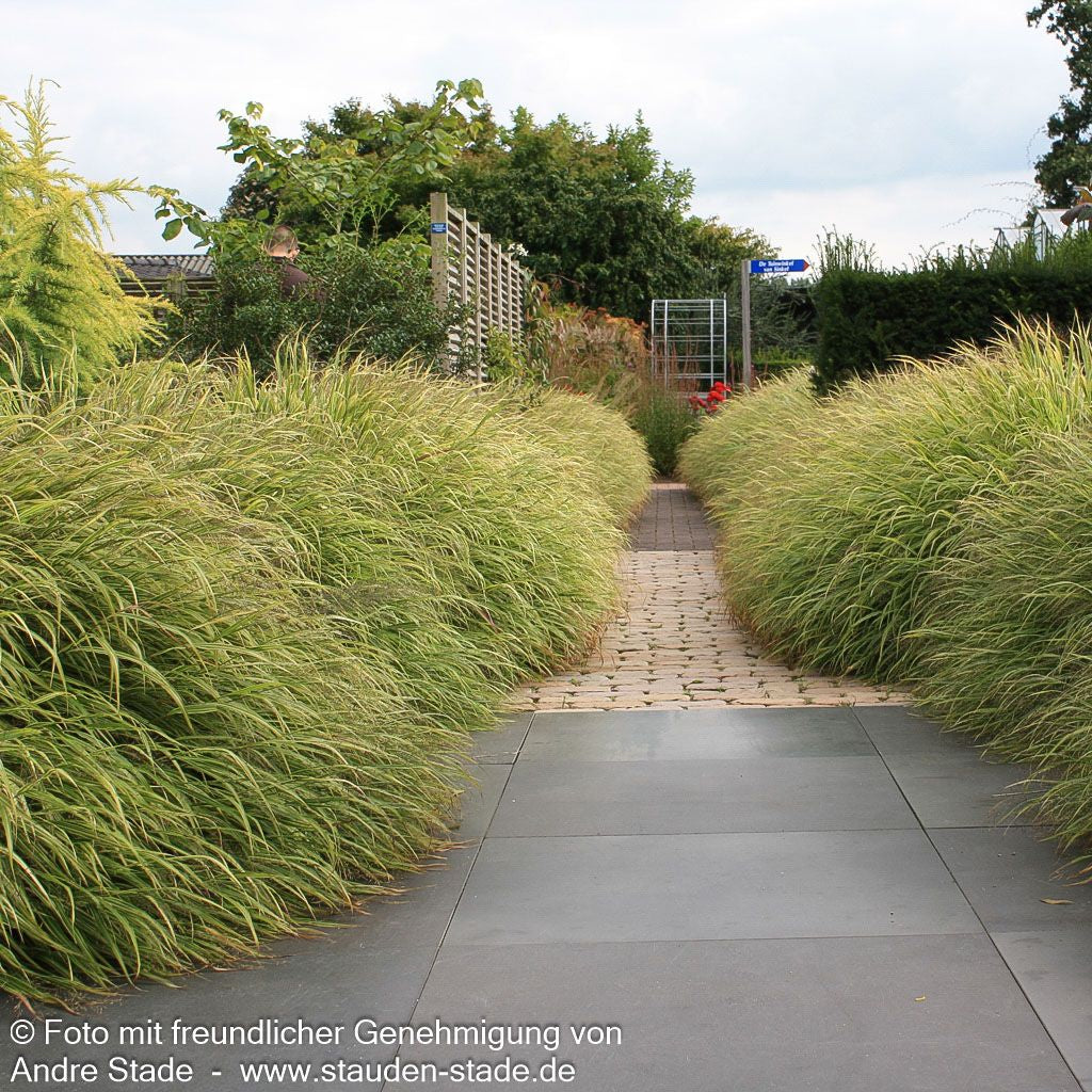 Gelbgestreiftes Japangras 'Aureola' (Hakonechloa macra)