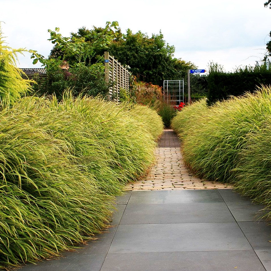 Gelbgestreiftes Japangras 'Aureola' (Hakonechloa macra)