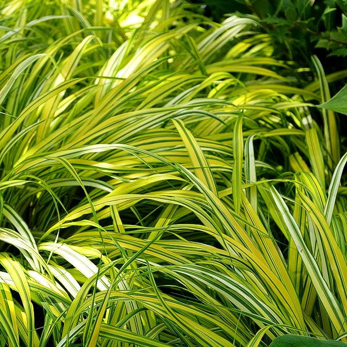Gelbgestreiftes Japangras 'Aureola' (Hakonechloa macra)