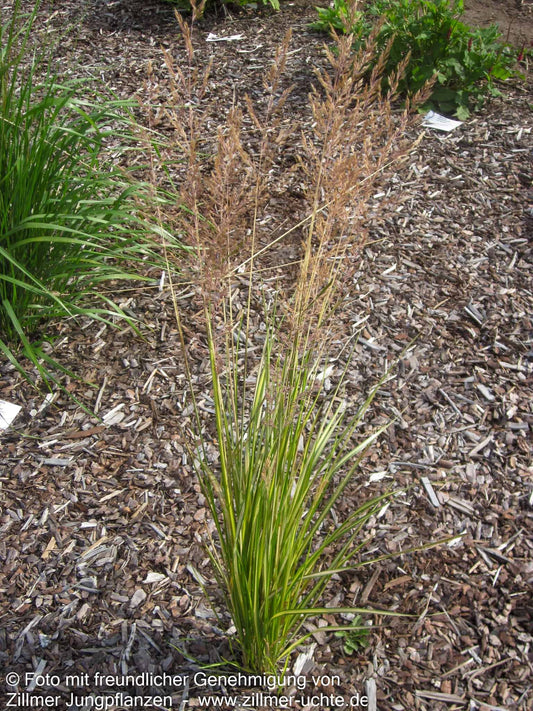 Gelbgestreiftes Reitgras 'England' (Calamagrostis x acutiflora)