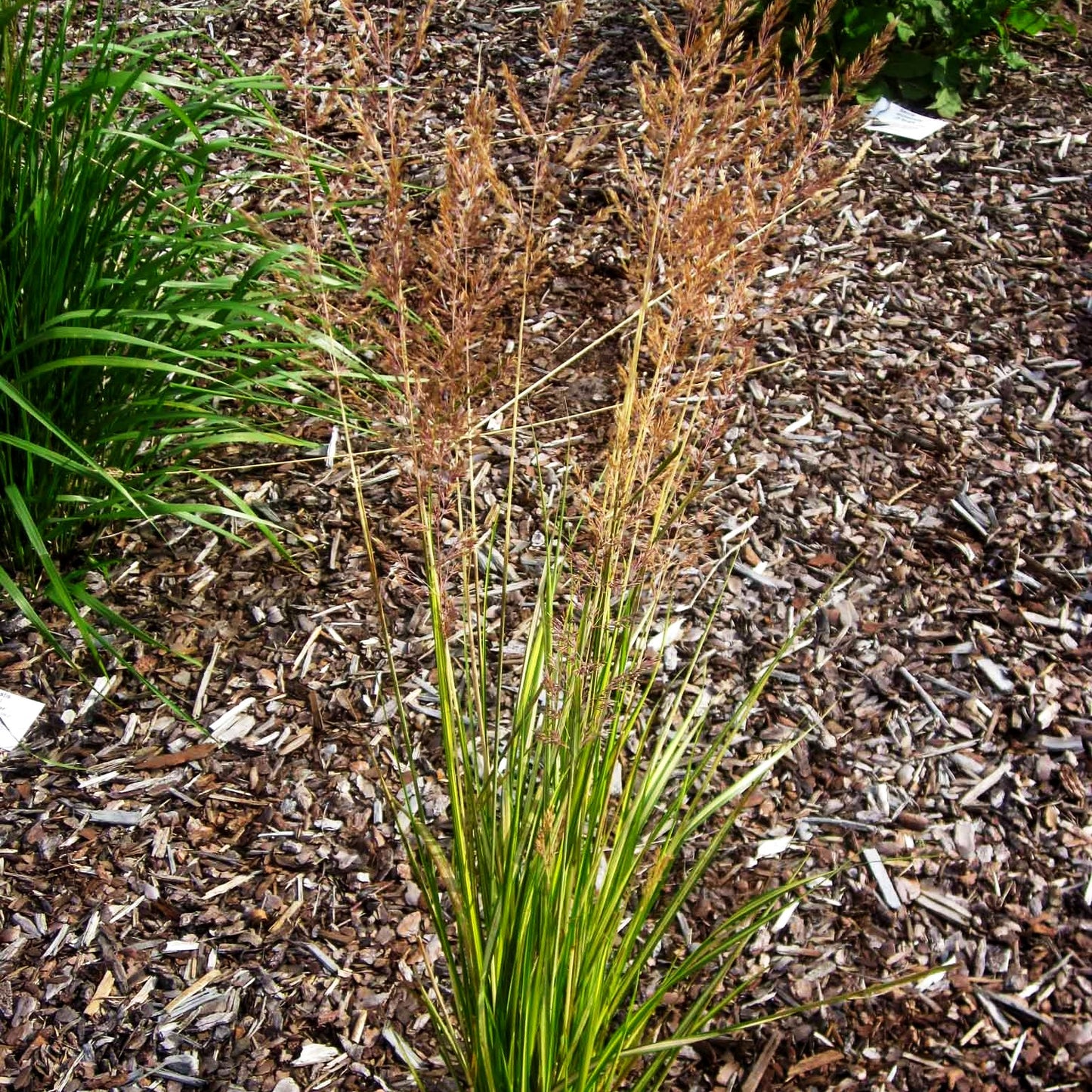 Gelbgestreiftes Reitgras 'England' (Calamagrostis x acutiflora)