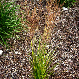 Gelbgestreiftes Reitgras 'England' (Calamagrostis x acutiflora)