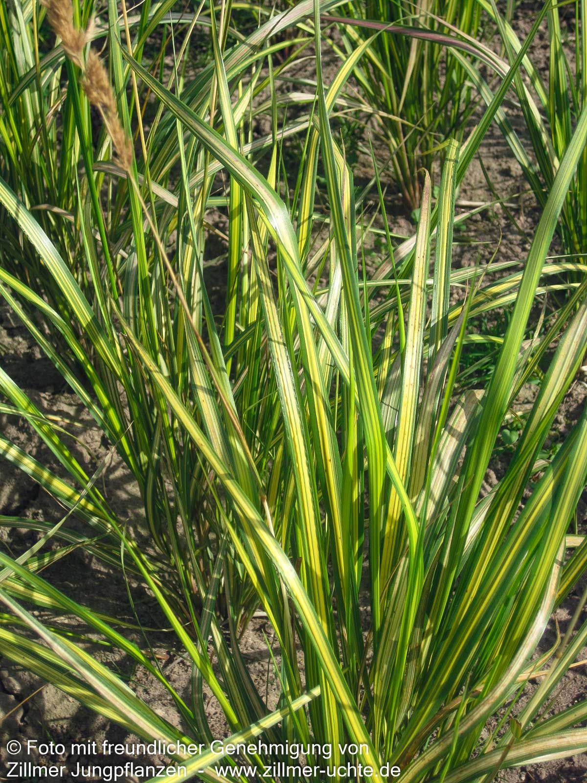 Gelbgestreiftes Reitgras 'England' (Calamagrostis x acutiflora)