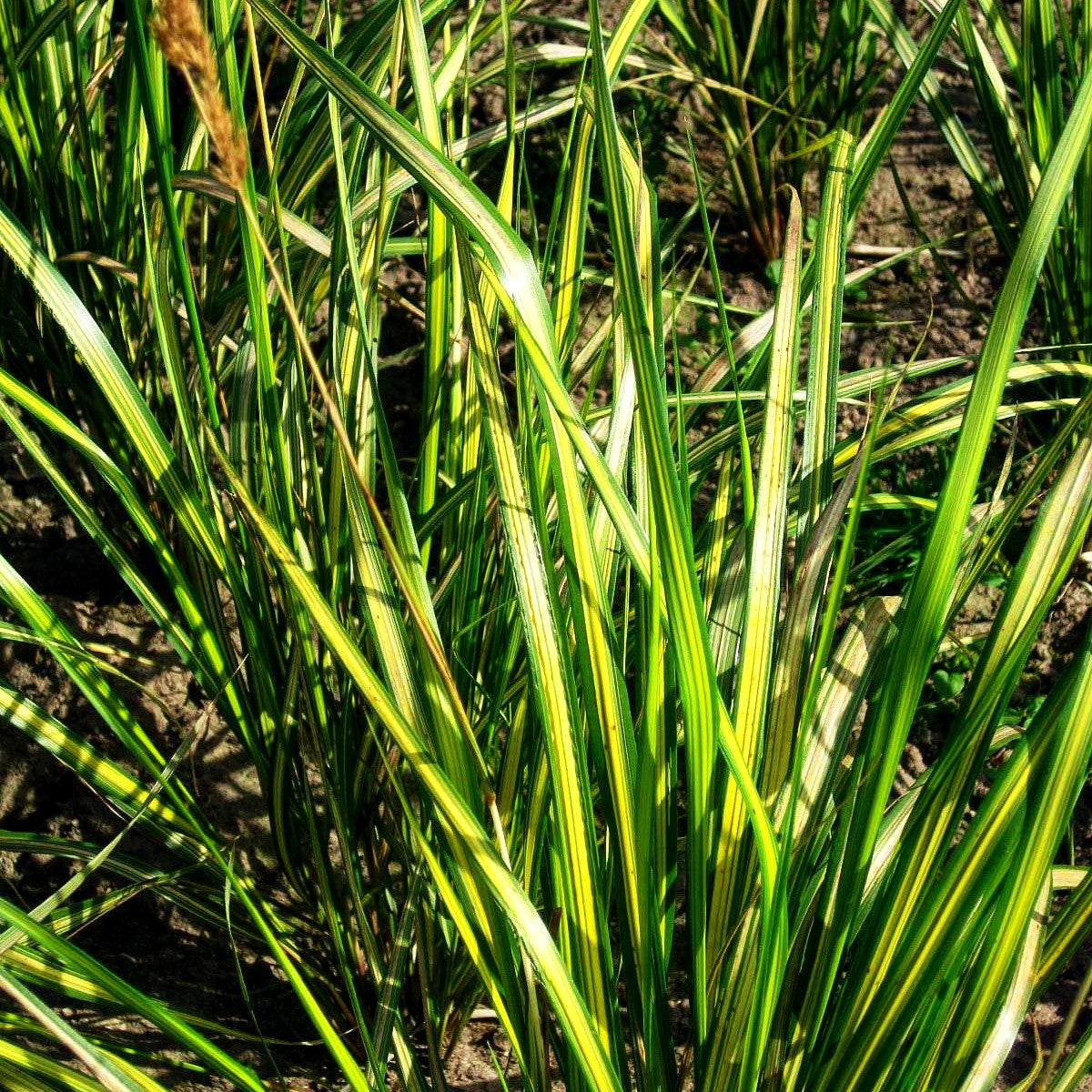 Gelbgestreiftes Reitgras 'England' (Calamagrostis x acutiflora)