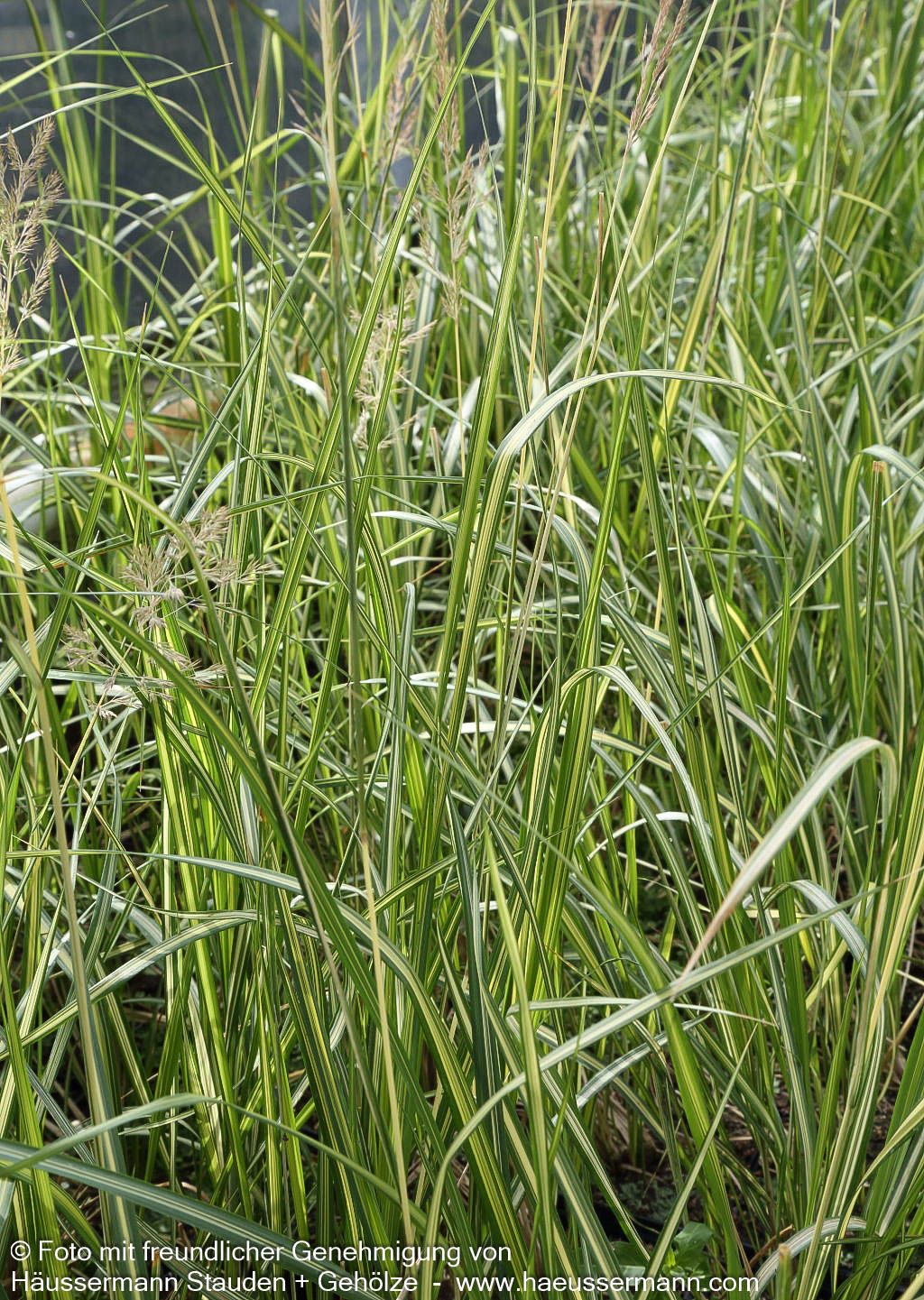Gelbgestreiftes Reitgras 'England' (Calamagrostis x acutiflora)
