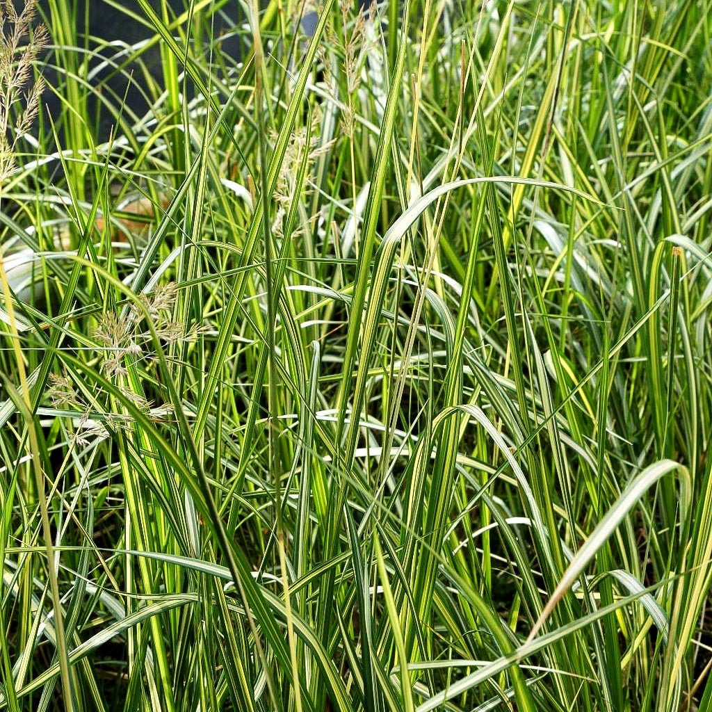 Gelbgestreiftes Reitgras 'England' (Calamagrostis x acutiflora)