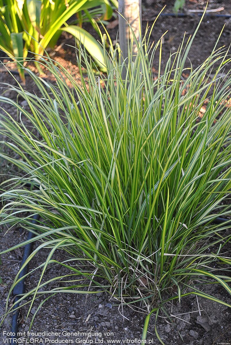 Gelbgestreiftes Reitgras 'England' (Calamagrostis x acutiflora)