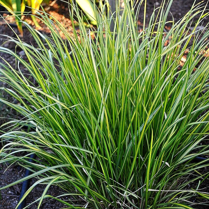 Gelbgestreiftes Reitgras 'England' (Calamagrostis x acutiflora)
