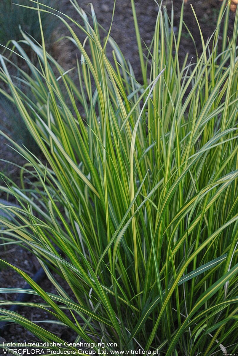 Gelbgestreiftes Reitgras 'England' (Calamagrostis x acutiflora)