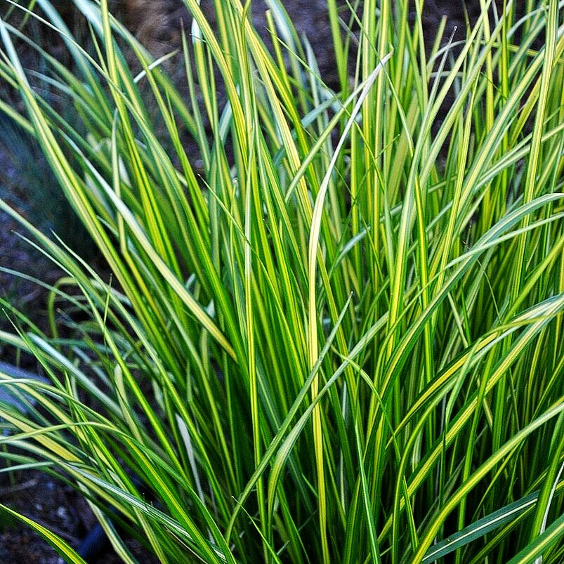 Gelbgestreiftes Reitgras 'England' (Calamagrostis x acutiflora)