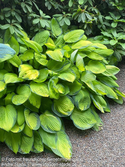 Gelbgrüne Funkie 'Gold Standard' (Hosta x fortunei)