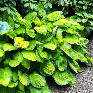 Gelbgrüne Funkie 'Gold Standard' (Hosta x fortunei)