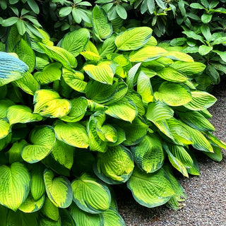 Gelbgrüne Funkie 'Gold Standard' (Hosta x fortunei)