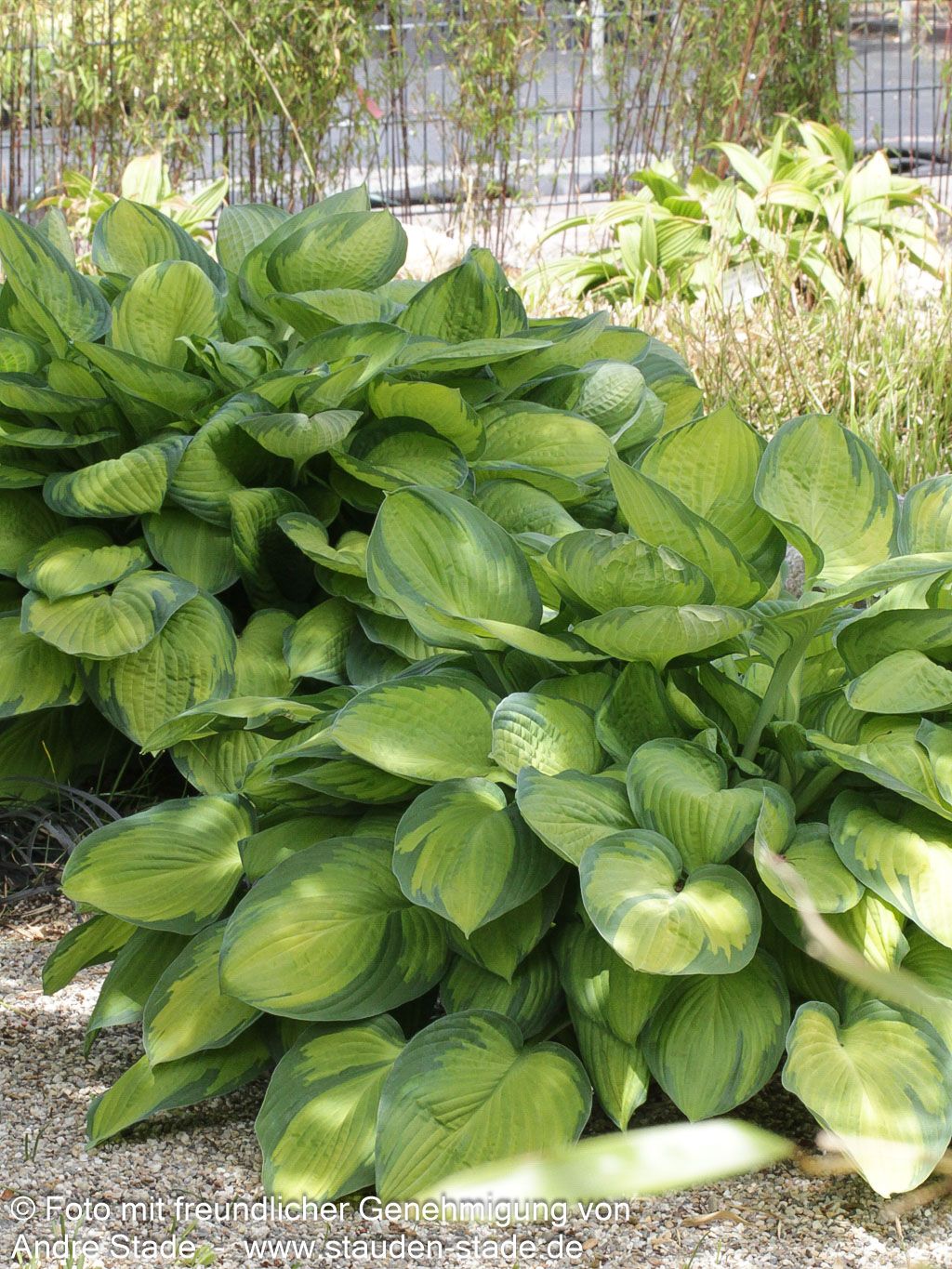 Gelbgrüne Funkie 'Gold Standard' (Hosta x fortunei)