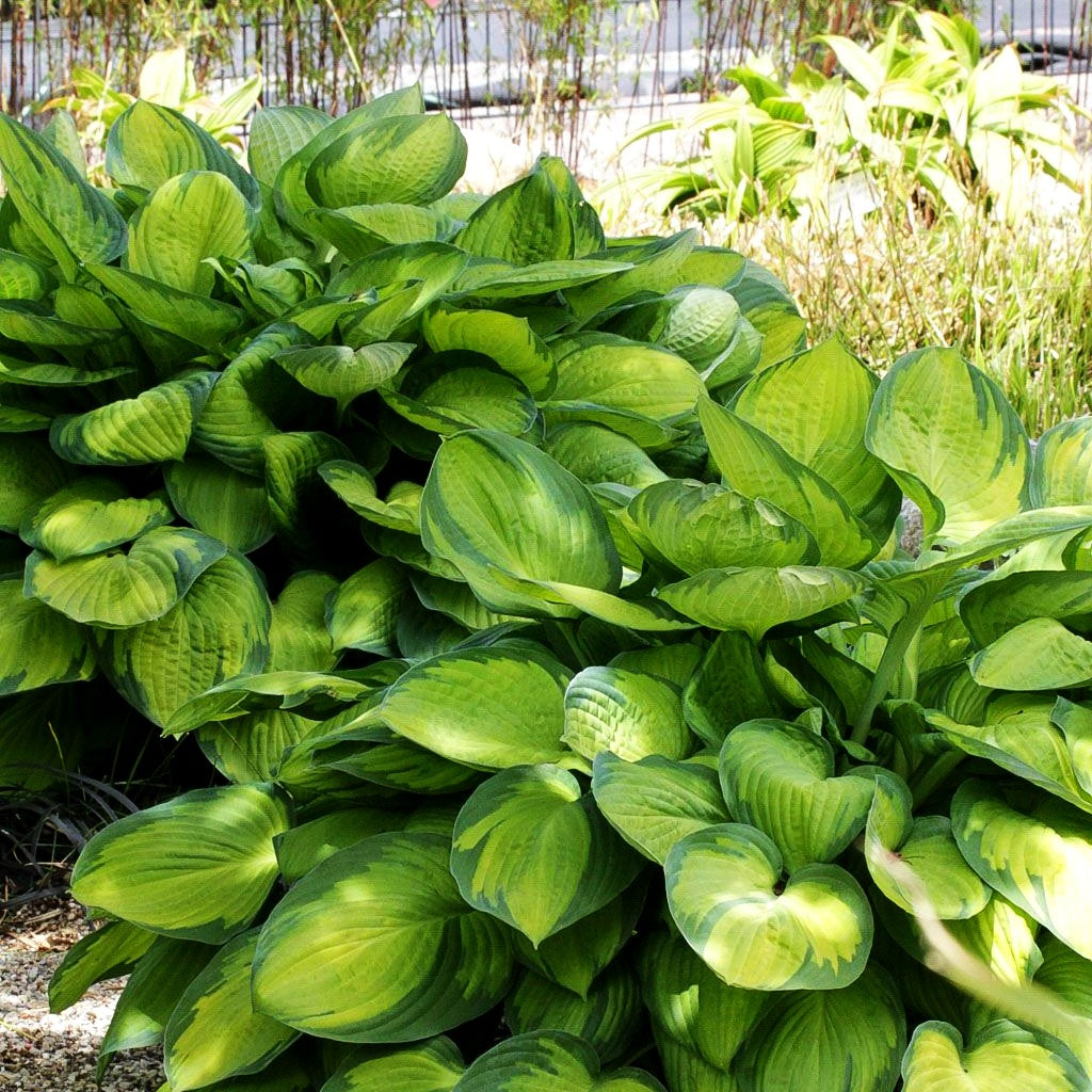 Gelbgrüne Funkie 'Gold Standard' (Hosta x fortunei)