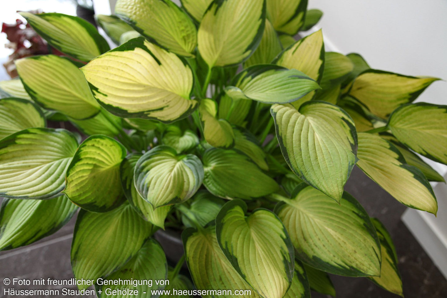 Gelbgrüne Funkie 'Gold Standard' (Hosta x fortunei)