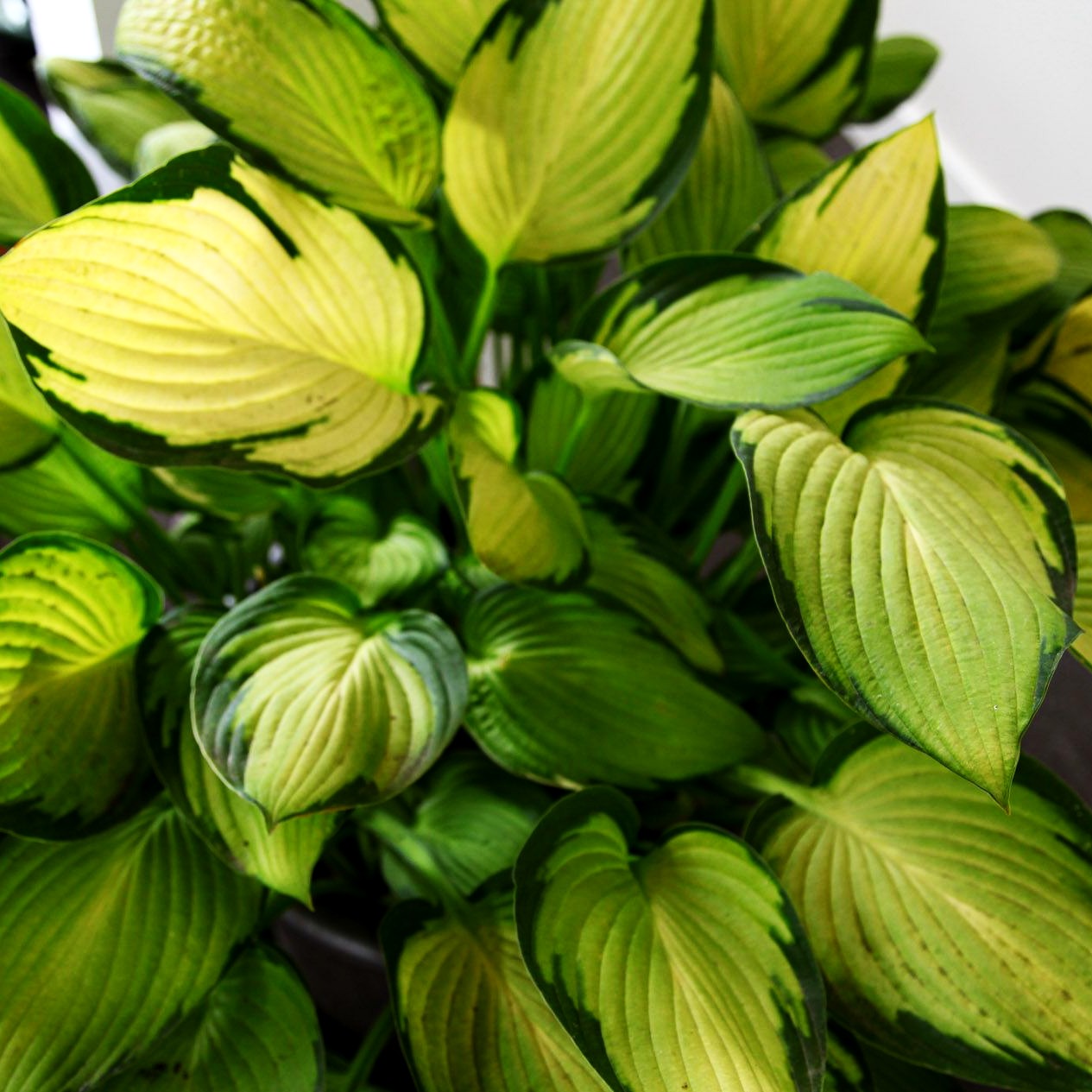 Gelbgrüne Funkie 'Gold Standard' (Hosta x fortunei)