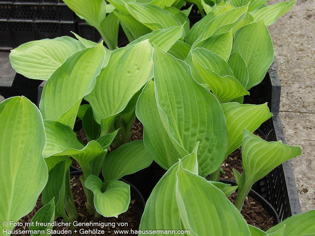 Gelbgrüne Funkie 'Gold Standard' (Hosta x fortunei)