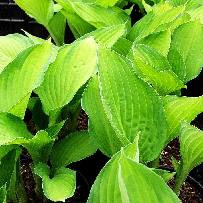 Gelbgrüne Funkie 'Gold Standard' (Hosta x fortunei)