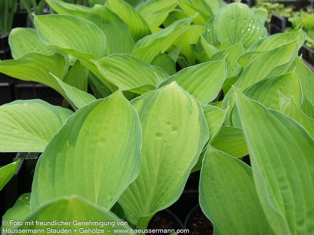 Gelbgrüne Funkie 'Gold Standard' (Hosta x fortunei)