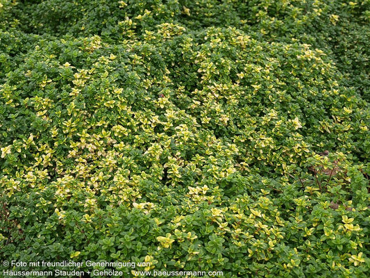 Gelbgrüner Zitronen-Thymian 'Golden Dream' (Thymus x citriodorus)