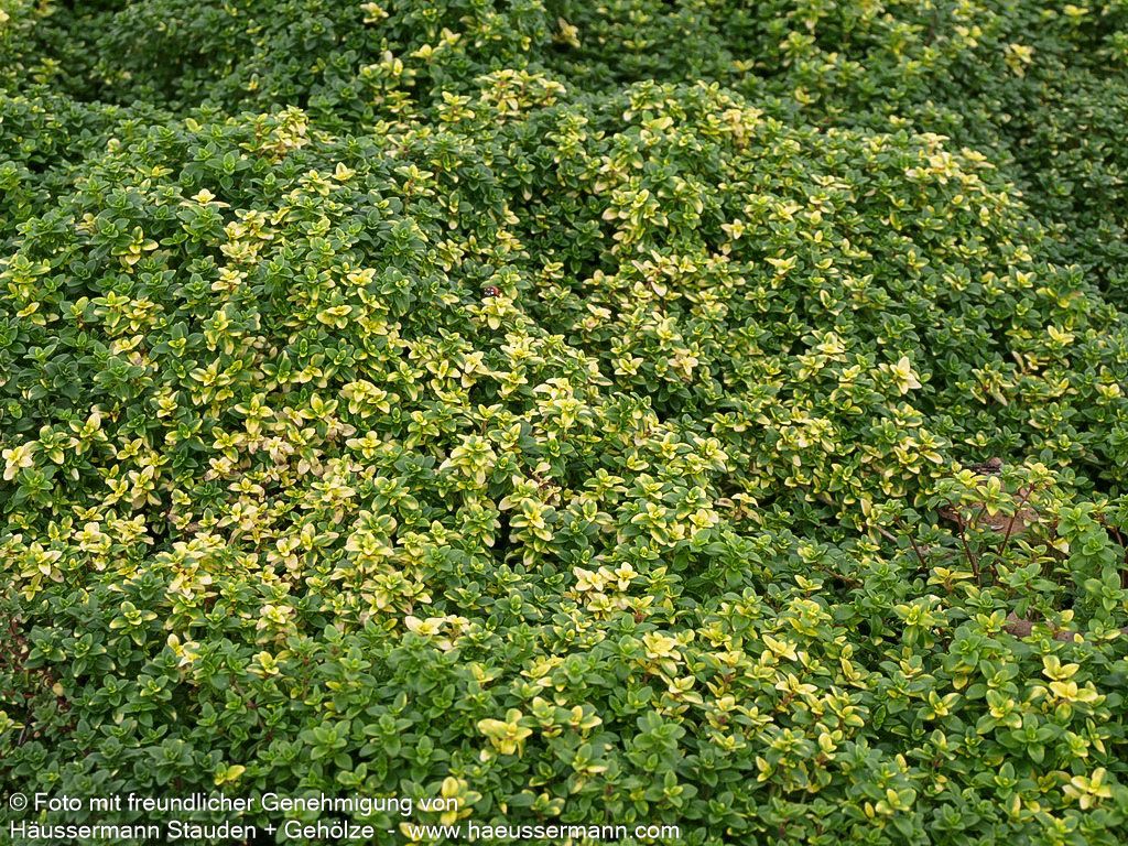 Gelbgrüner Zitronen-Thymian 'Golden Dream' (Thymus x citriodorus)