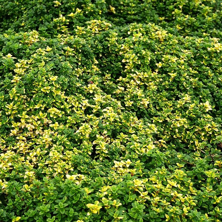 Gelbgrüner Zitronen-Thymian 'Golden Dream' (Thymus x citriodorus)