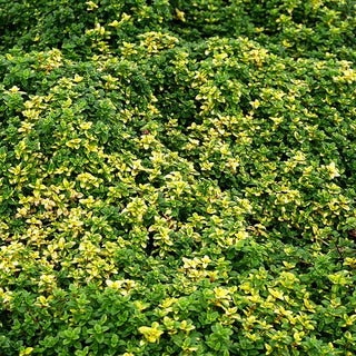 Gelbgrüner Zitronen-Thymian 'Golden Dream' (Thymus x citriodorus)