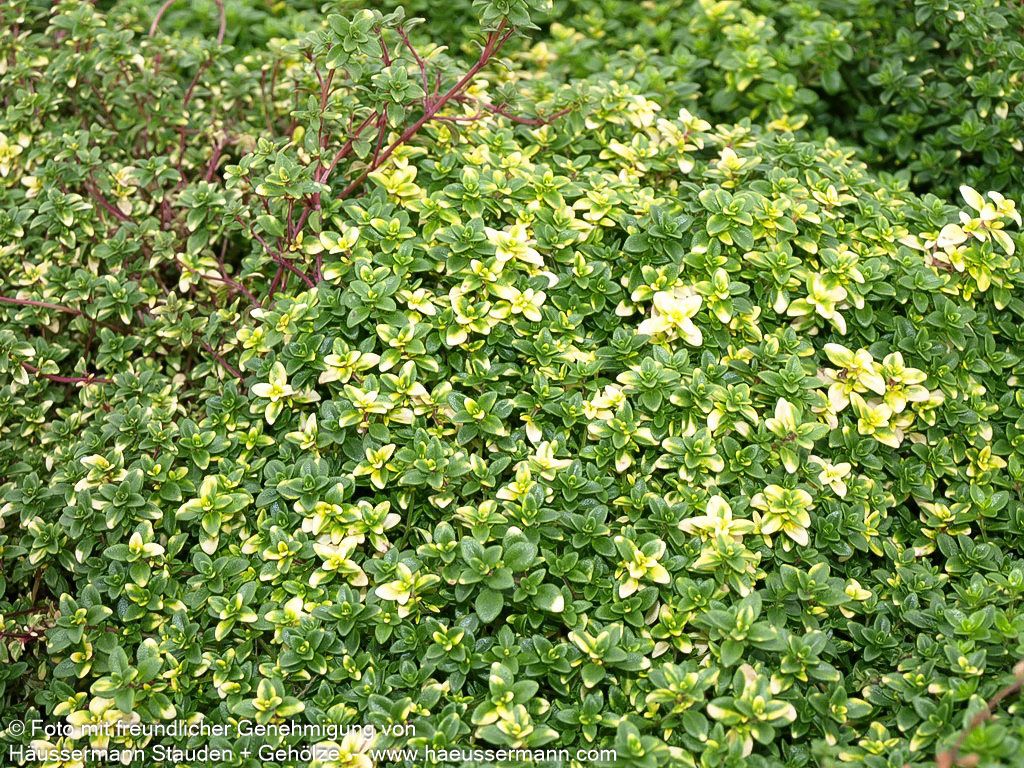 Gelbgrüner Zitronen-Thymian 'Golden Dream' (Thymus x citriodorus)