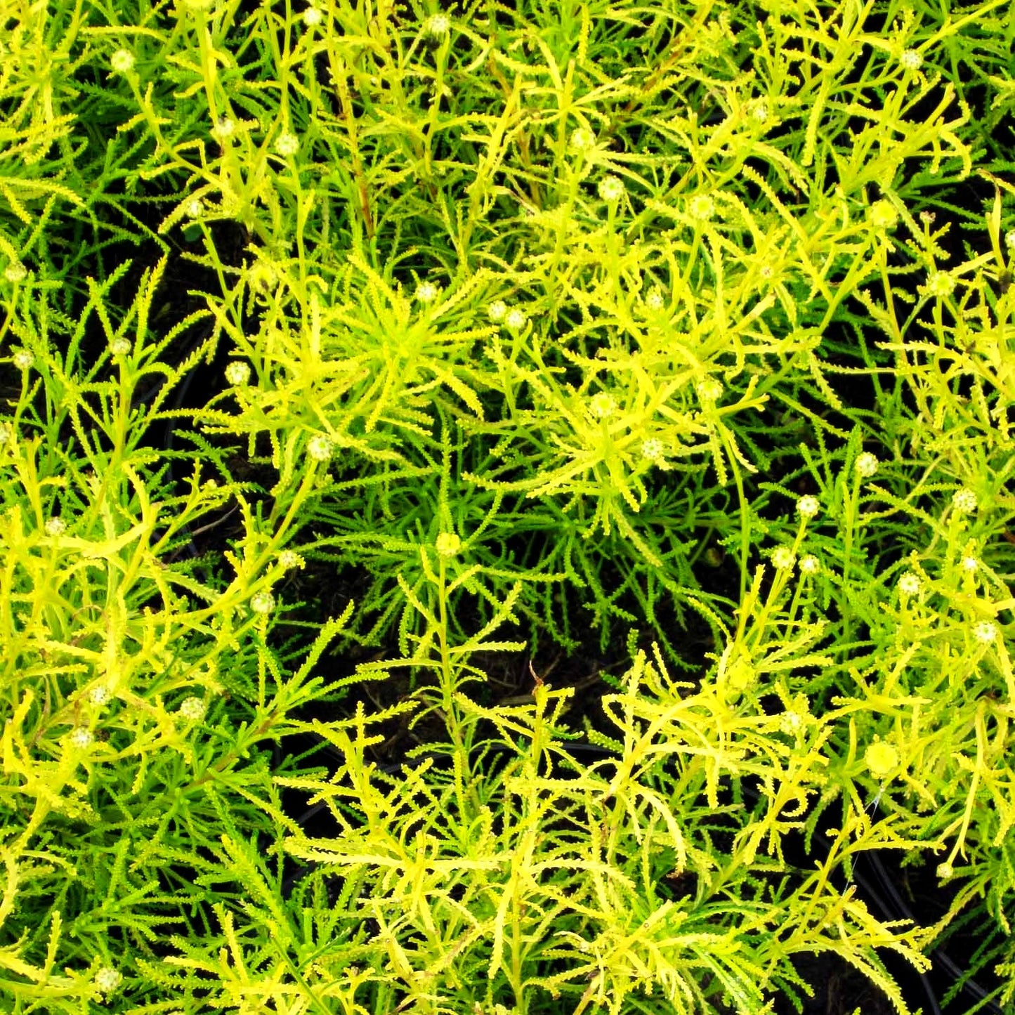 Gelbgrünes Heiligenkraut 'Lemon Fizz' (Santolina chamaecyparissus)