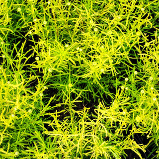 Gelbgrünes Heiligenkraut 'Lemon Fizz' (Santolina chamaecyparissus)