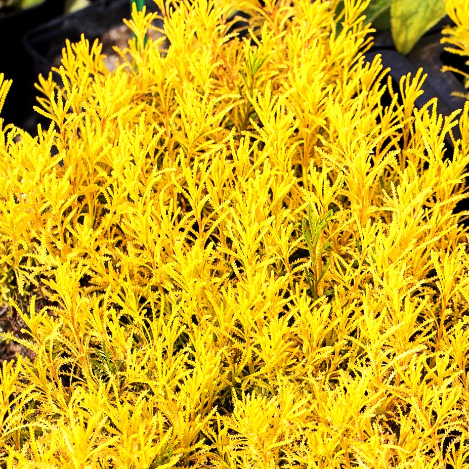 Gelbgrünes Heiligenkraut 'Lemon Fizz' (Santolina chamaecyparissus)