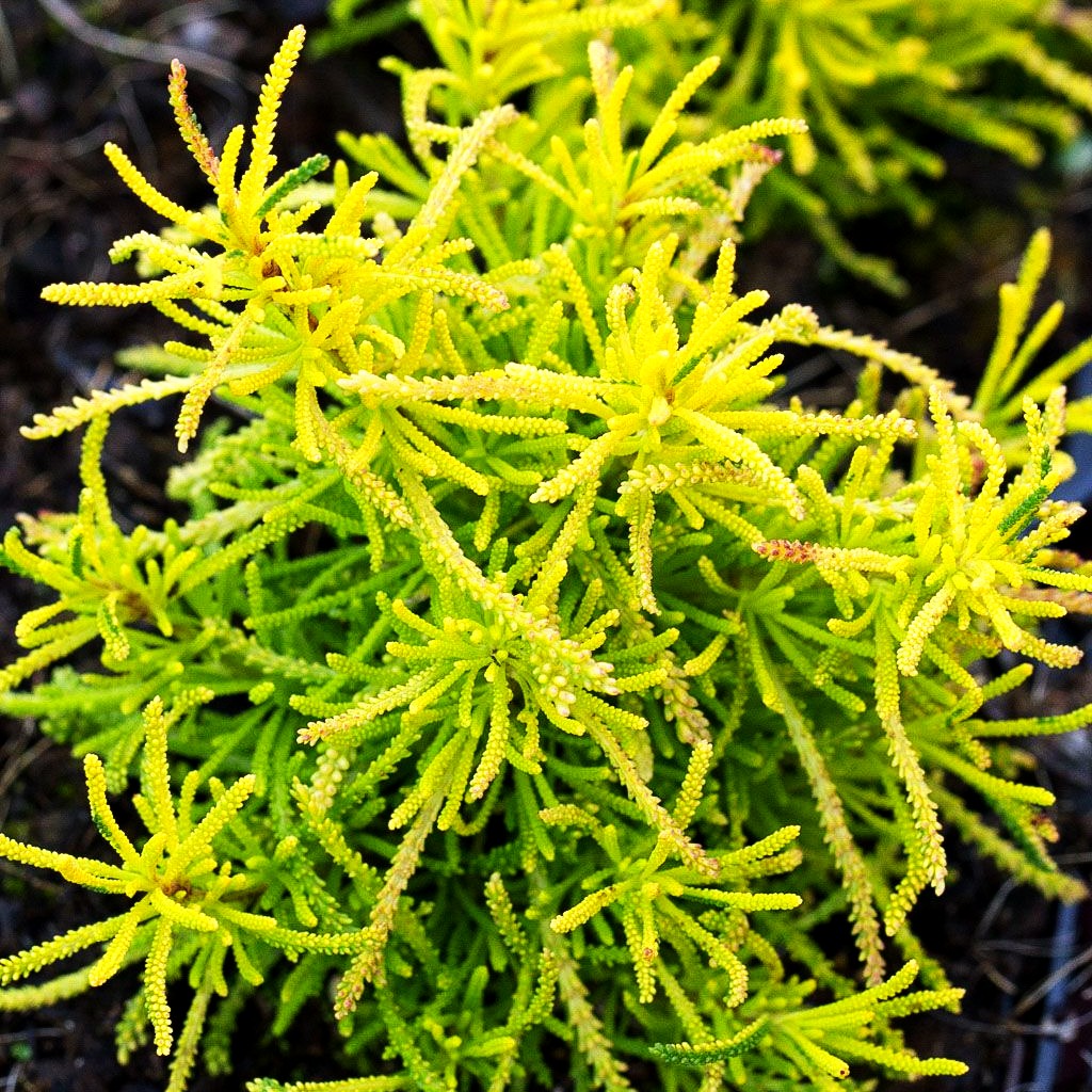 Gelbgrünes Heiligenkraut 'Lemon Fizz' (Santolina chamaecyparissus)