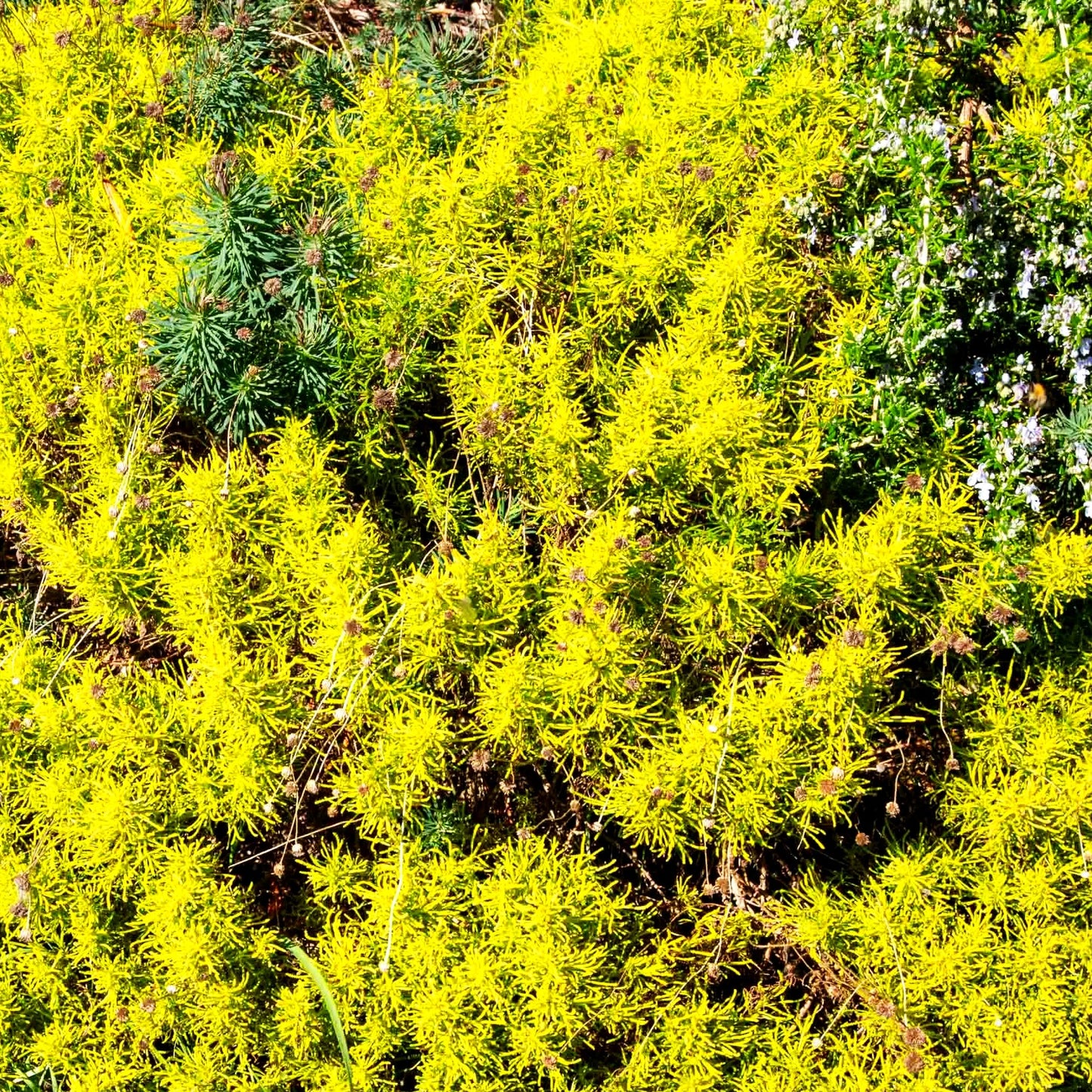 Gelbgrünes Heiligenkraut 'Lemon Fizz' (Santolina chamaecyparissus)