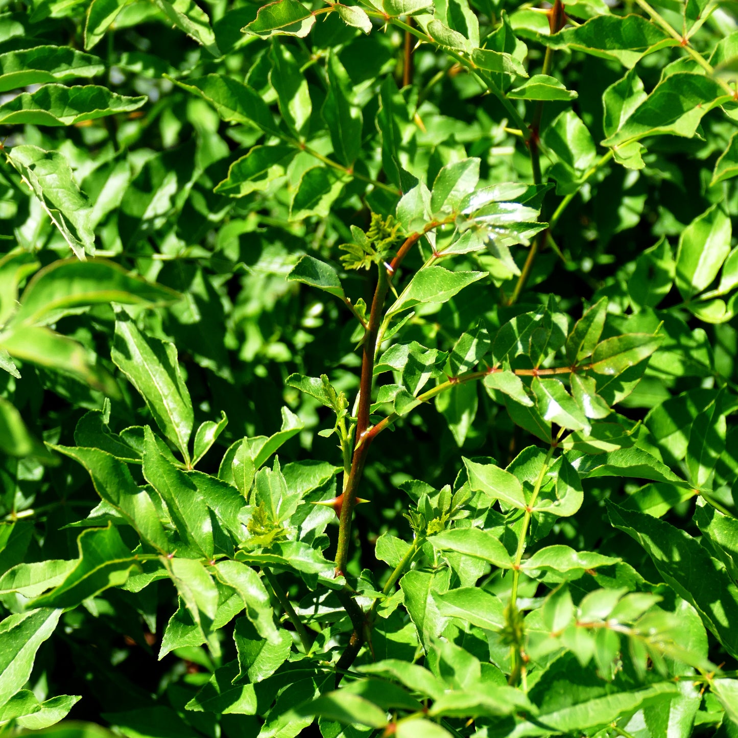 Gelbholz, Amerikanische Stachelesche (Zanthoxylum americanum)