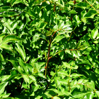 Gelbholz, Amerikanische Stachelesche (Zanthoxylum americanum)