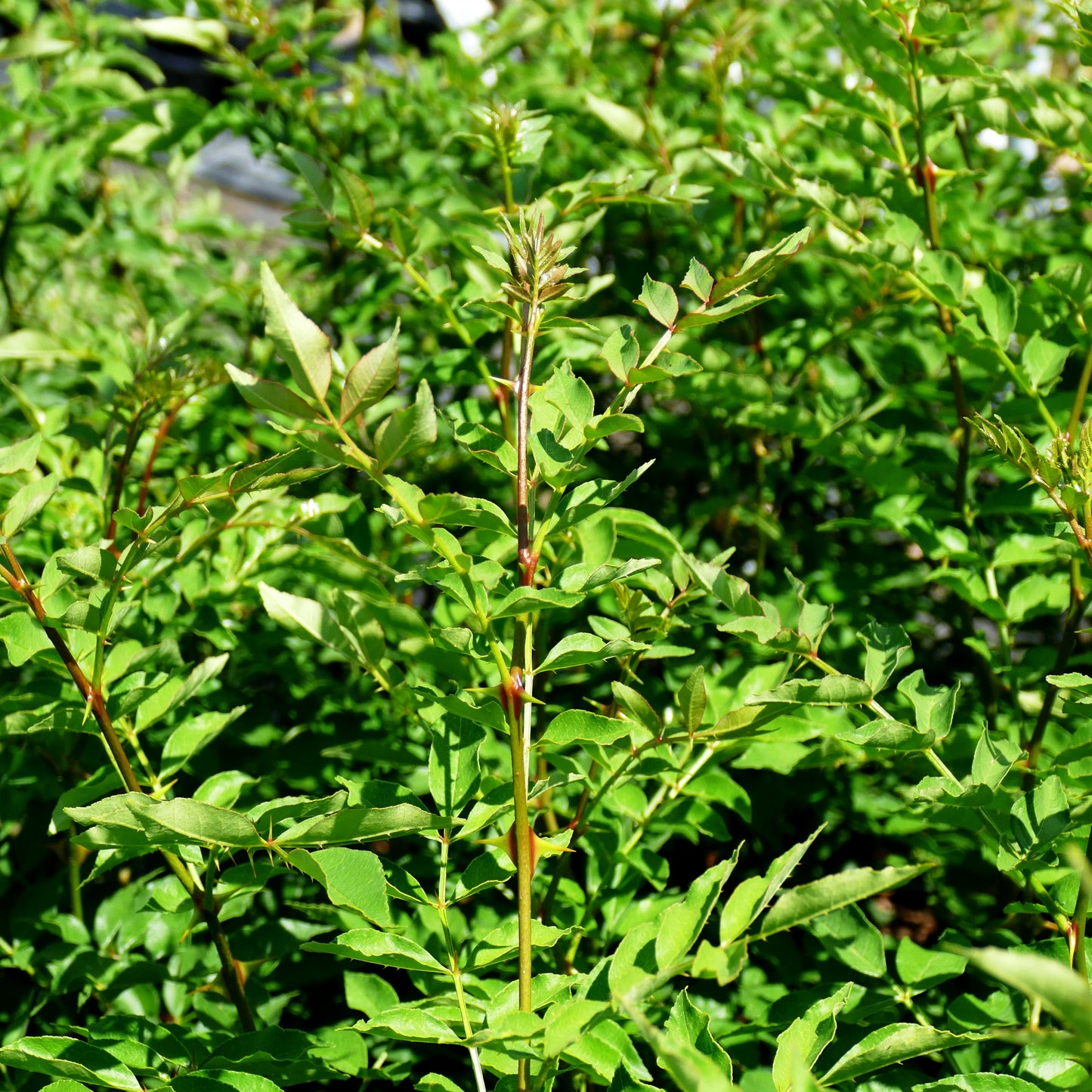 Gelbholz, Amerikanische Stachelesche (Zanthoxylum americanum)